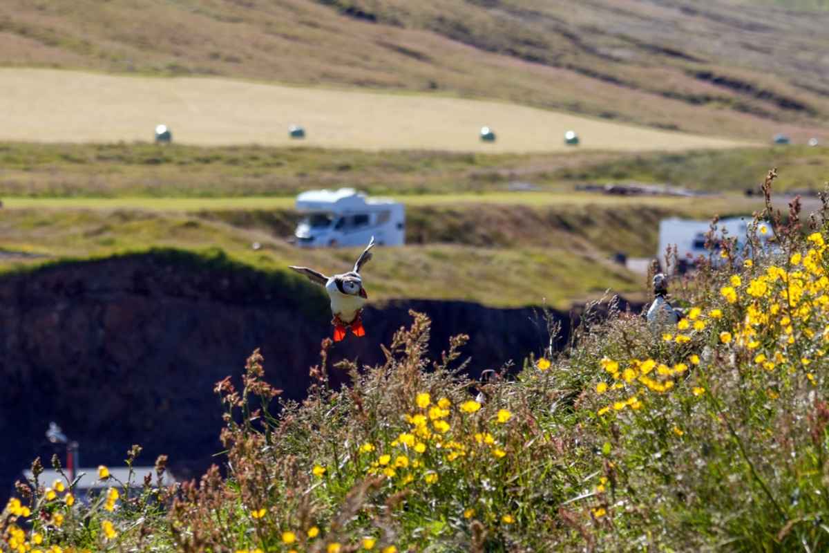 Puffin flying above grassy coastal cliffs in Iceland with yellow wildflowers and motorhomes in the background
